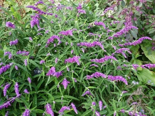 Salvia leucantha 'Purple Velvet'