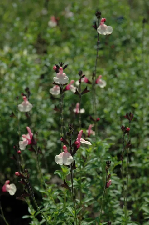 Salvia 'Autumn Moon'