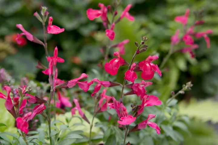 Salvia