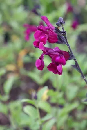 Salvia microphylla 'Viola's darling'