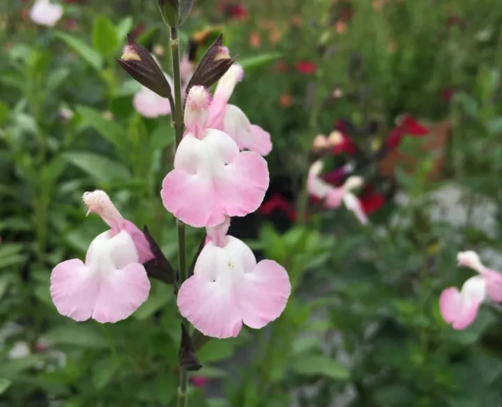 Salvia microphylla 'Anduus'