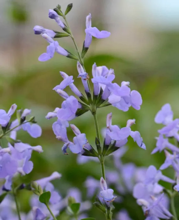 Salvia microphylla 'Aquamarine'
