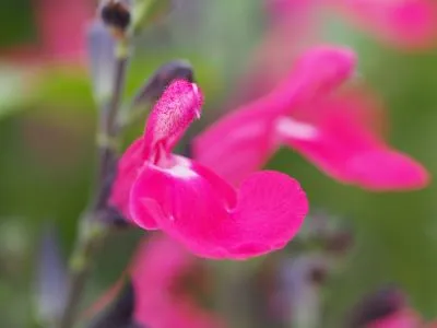 Salvia microphylla 'Arenal'