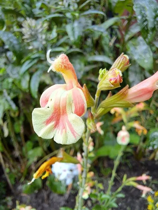 Salvia microphylla 'Belle de Loire' 