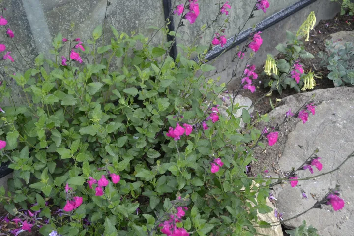 Salvia microphylla 'Cerro Potosi'