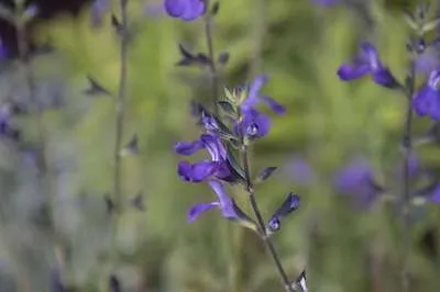 Salvia microphylla 'Delice Feline' 