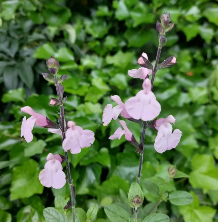 Salvia microphylla 'Odine'