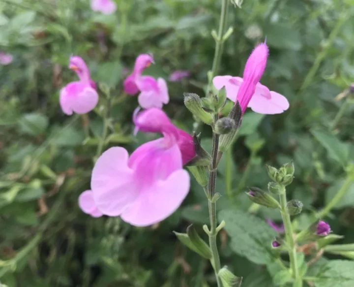 Salvia microphylla 'Hesperides'