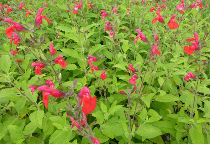 Salvia microphylla 'Jezebel'