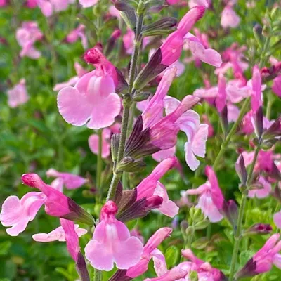 Salvia microphylla 'Lucia'