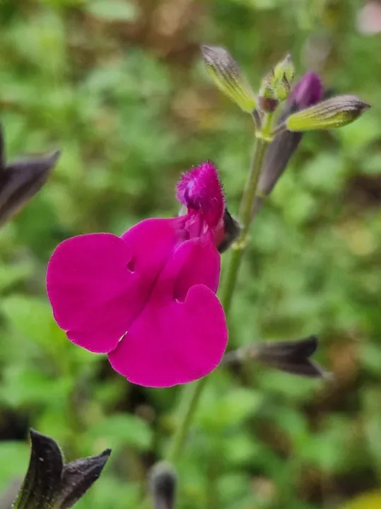 Salvia hybride 'Morada'