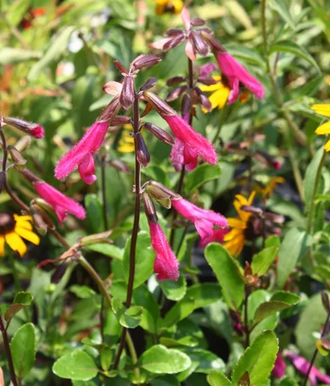Salvia hybride 'Morada'