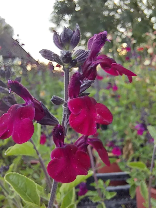 Salvia hybride 'Morada'