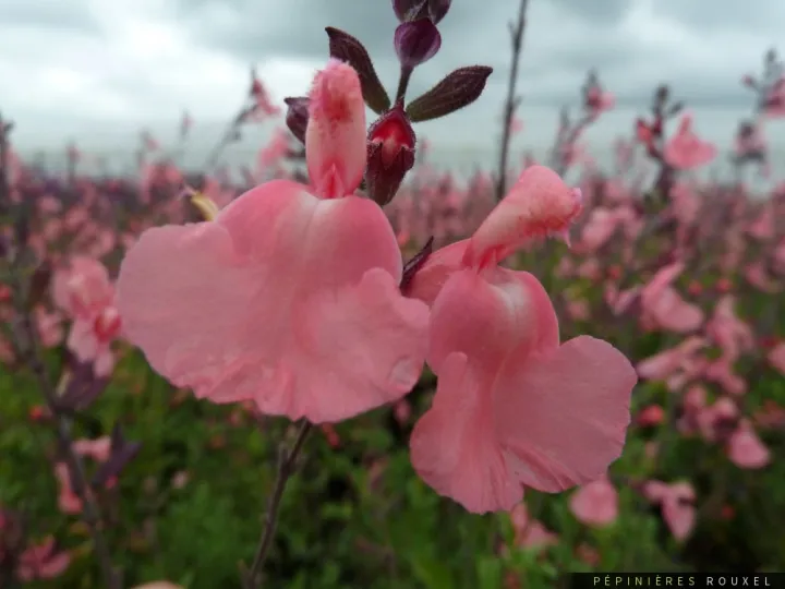 Salvia microphylla 'Ribambelle'