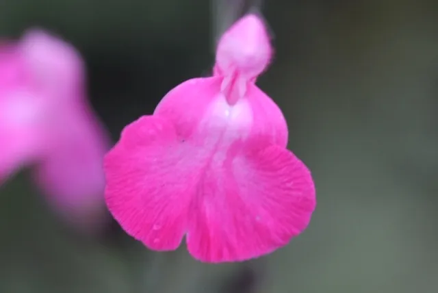 Salvia microphylla 'Pretty Pink' (salvino pink)