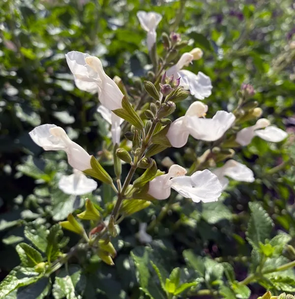 Salvia microphylla 'Gletjser' (Salvino White)