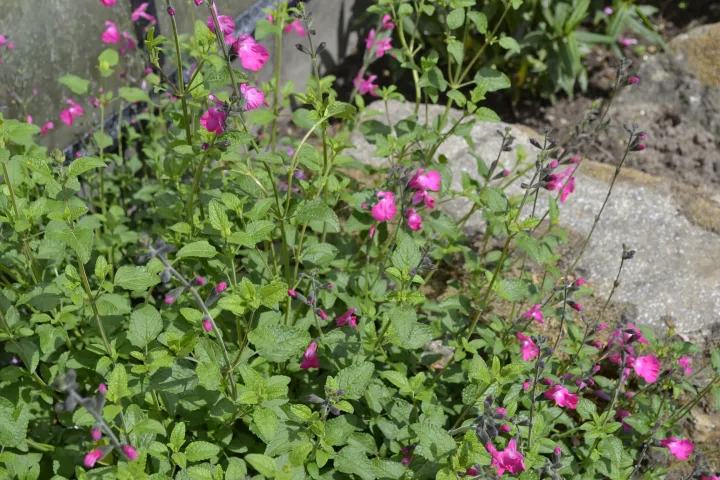 Salvia microphylla 'Wild Watermelon'