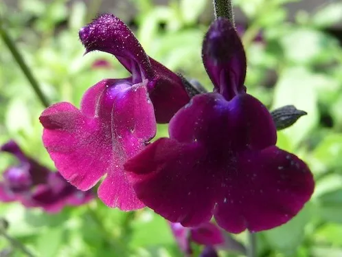 Salvia jamensis (x) 'Nachtvlinder'