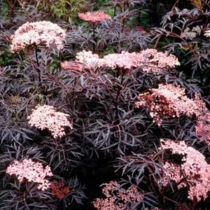 Sambucus nigra 'Black Lace'
