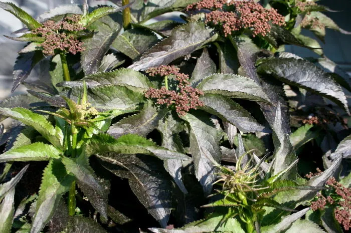 Sambucus nigra 'Black Tower'