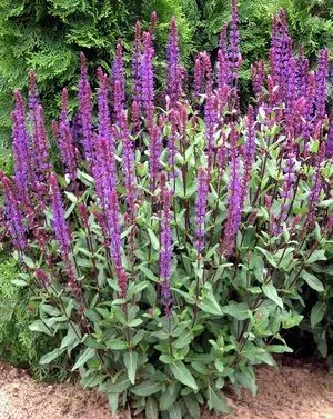 Salvia nemorosa 'Caradonna'