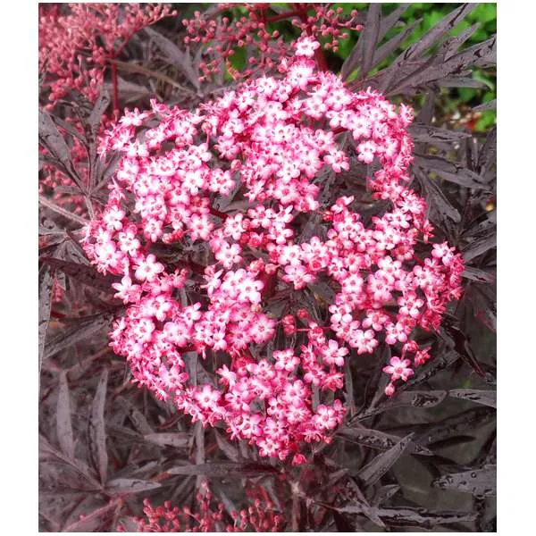 Sambucus nigra 'Cherry Lace'