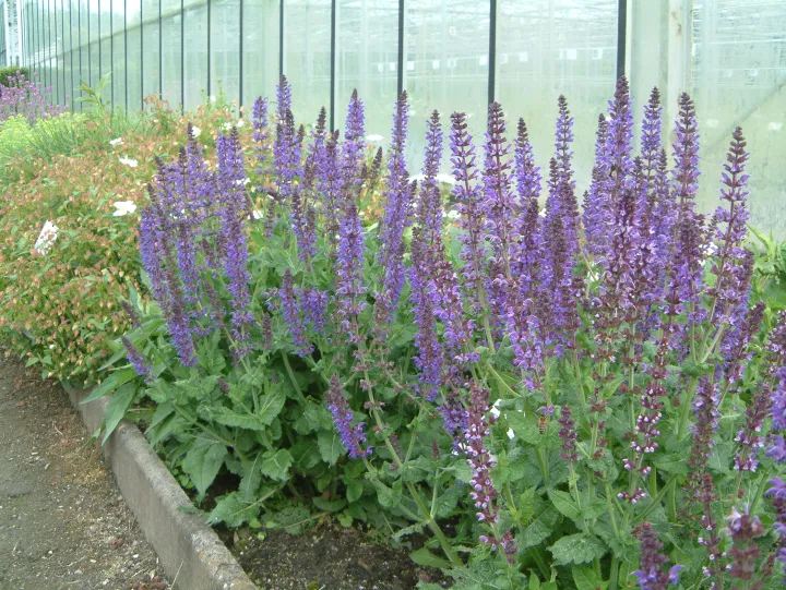 Salvia nemorosa 'Mainacht'