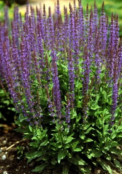 Salvia nemorosa 'Mainacht'