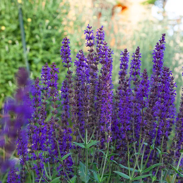 Salvia nemorosa 'Night Field'