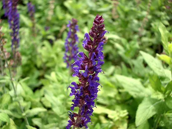 Salvia nemorosa 'Ostfriesland'
