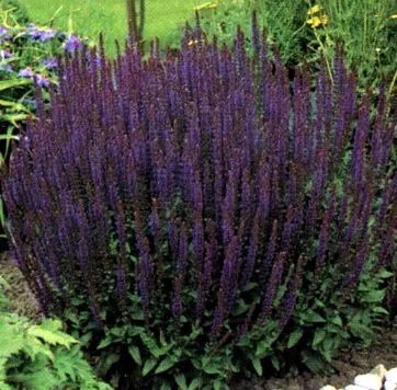 Salvia nemorosa 'Ostfriesland'