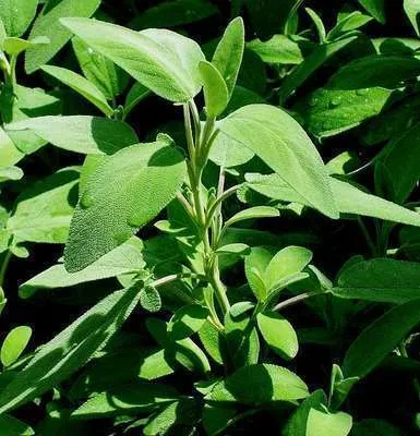 Salvia officinalis