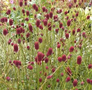 Sanguisorba officinalis 'Tanna'