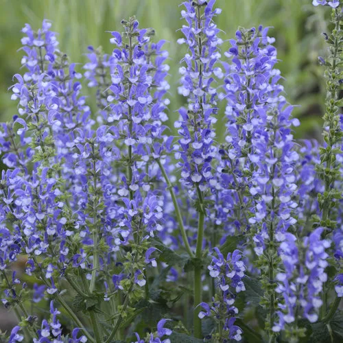 Salvia pratensis 'Azure Snow'