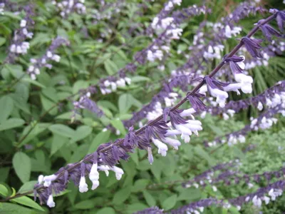 Salvia hybride 'Phyllis's Fancy'