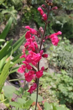 Salvia hybride 'Ping Pong'