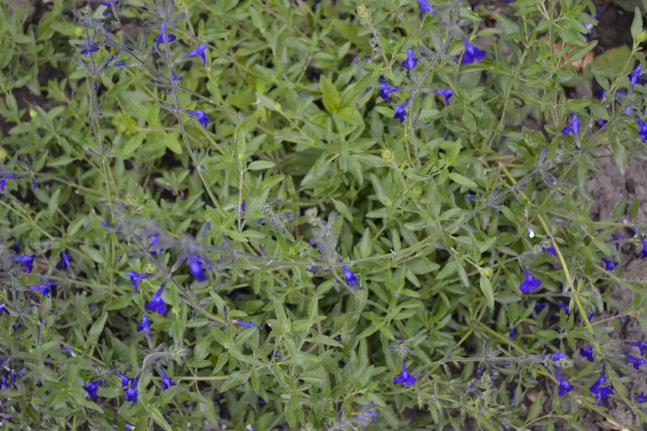 Salvia greggii 'Purple Queen'