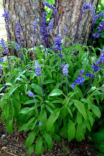 Salvia guaranitica 'Indigo Spires'