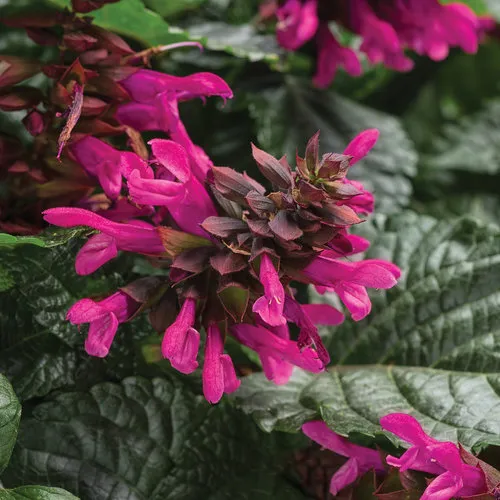 Salvia 'Rockin Fuchsia' ®