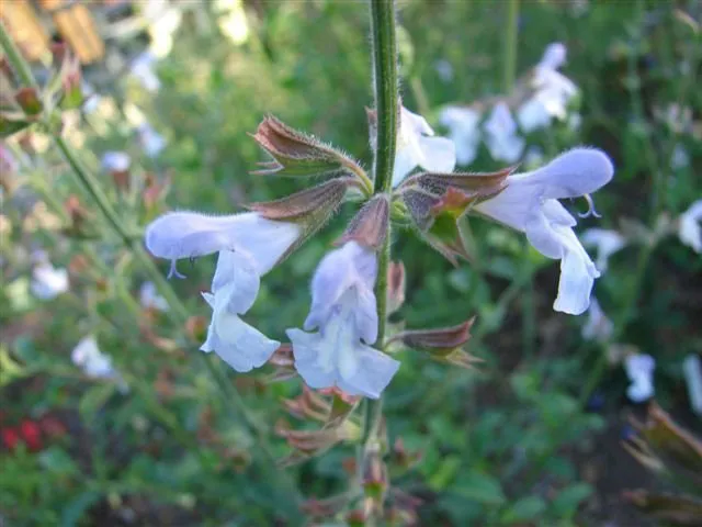Salvia hybride 'Rolando'