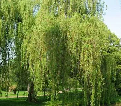 Salix sep. 'Chrysocoma'