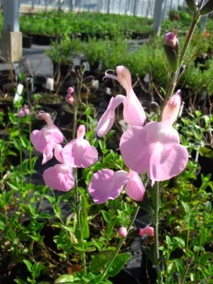 Salvia hybride 'No Shame'