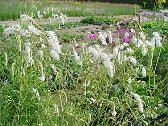 Sanguisorba tenuifolia 'Alba'