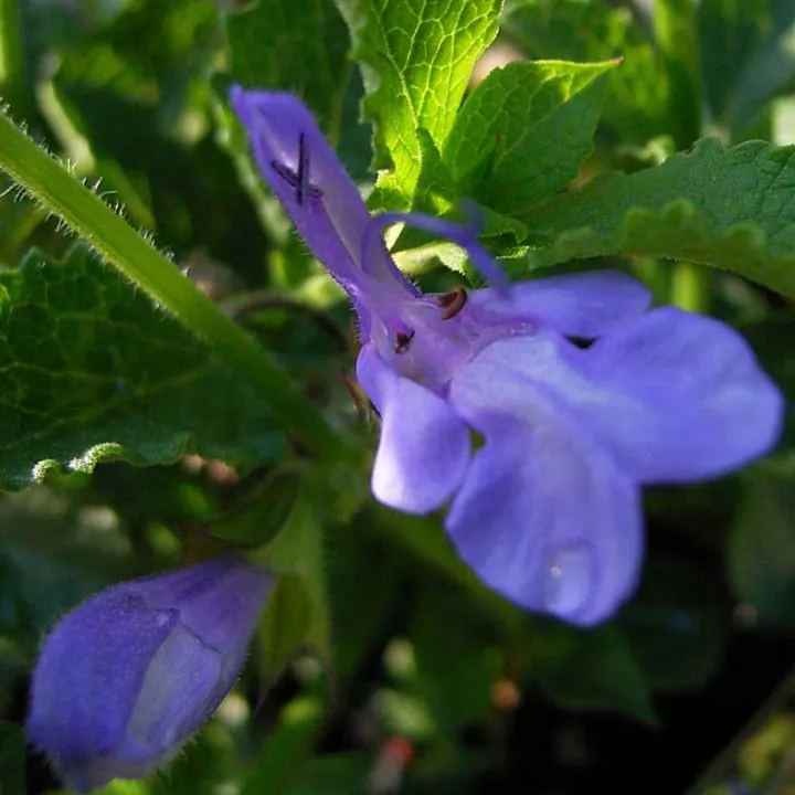 Salvia hybride 'African Sky'