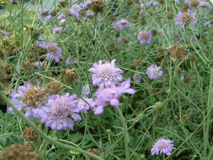Scabiosa columbaria 'Butterfly Blue'