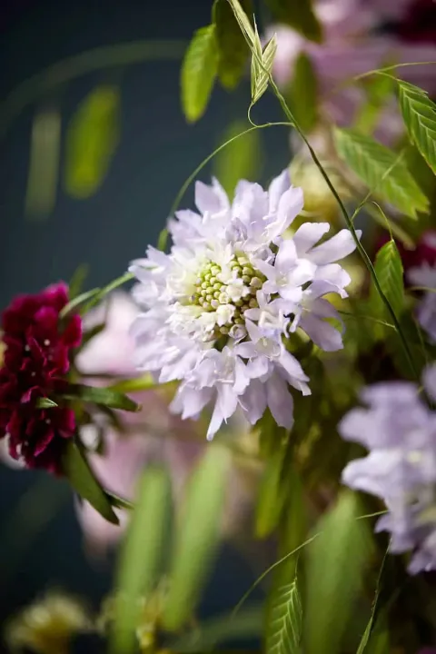 Scabiosa 'Focal Scoop Lavender'