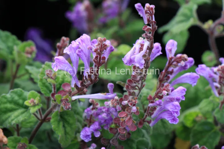 Scutellaria indica parviflora