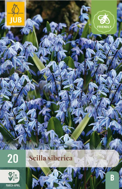 Scilla siberica