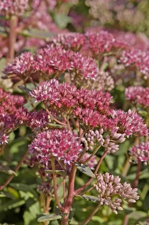 Sedum 'Abbeydore'
