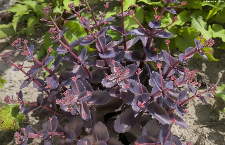 Sedum 'Chocolate Cherry'